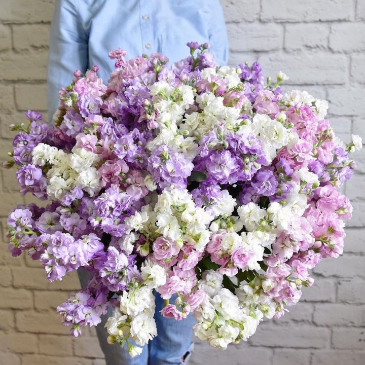 Облако маттиол в Подольске