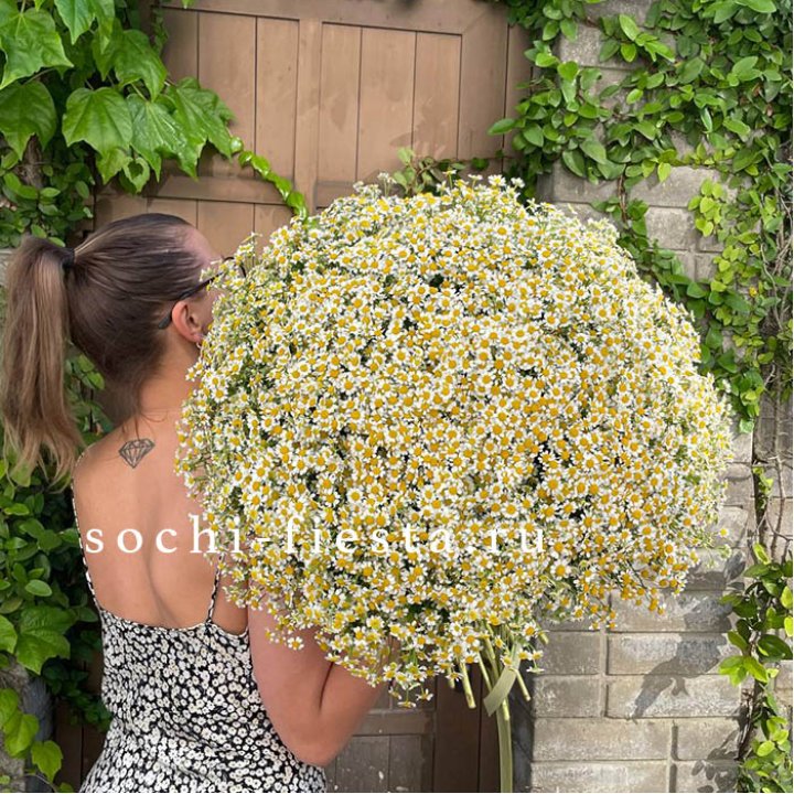 101 ромашка в Подольске