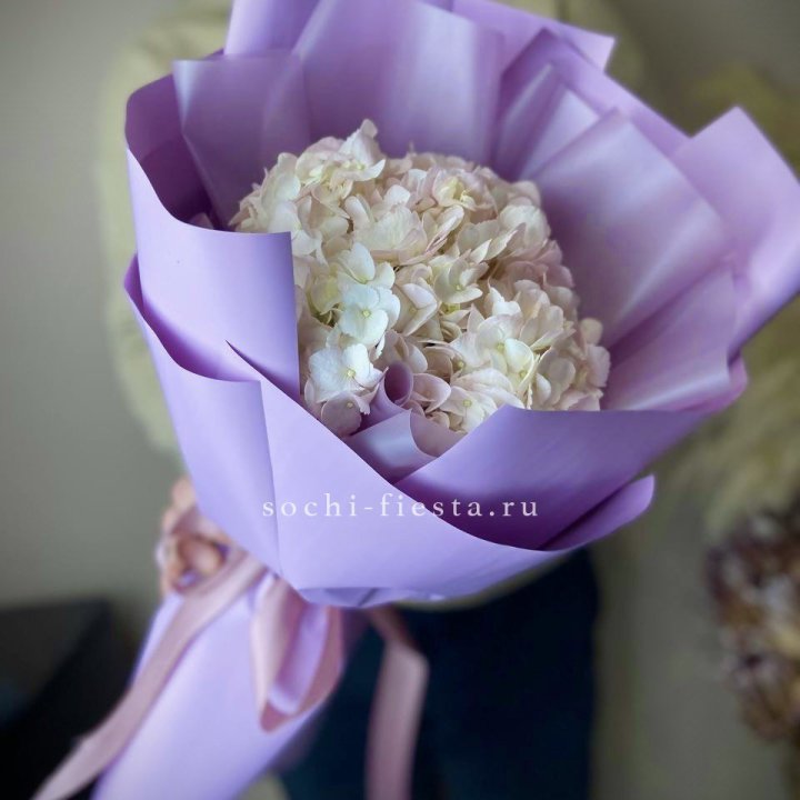 Гортензия розовая в Подольске