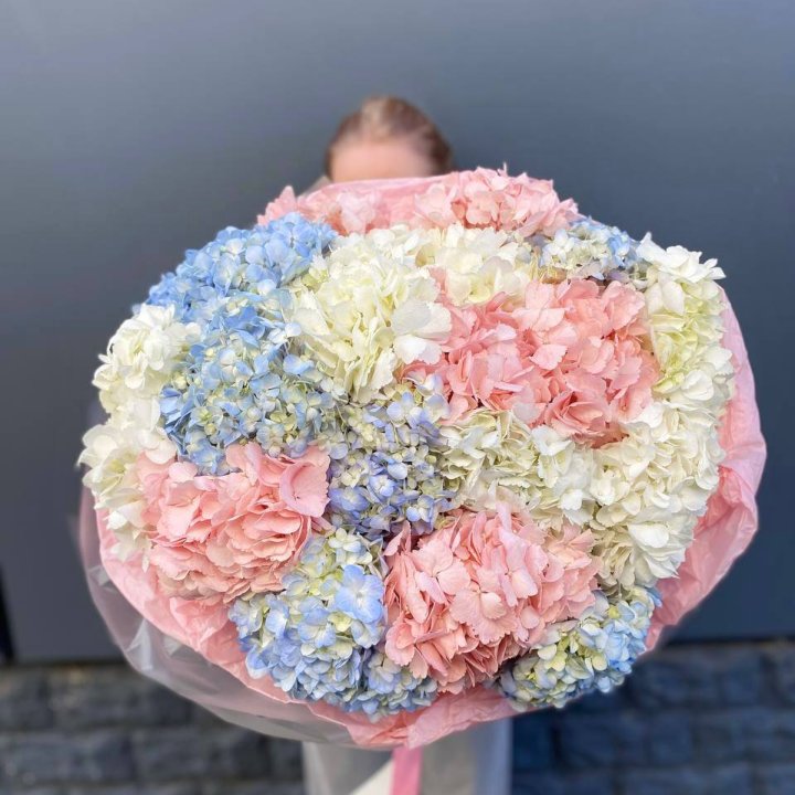 19 гортензий микс в Подольске