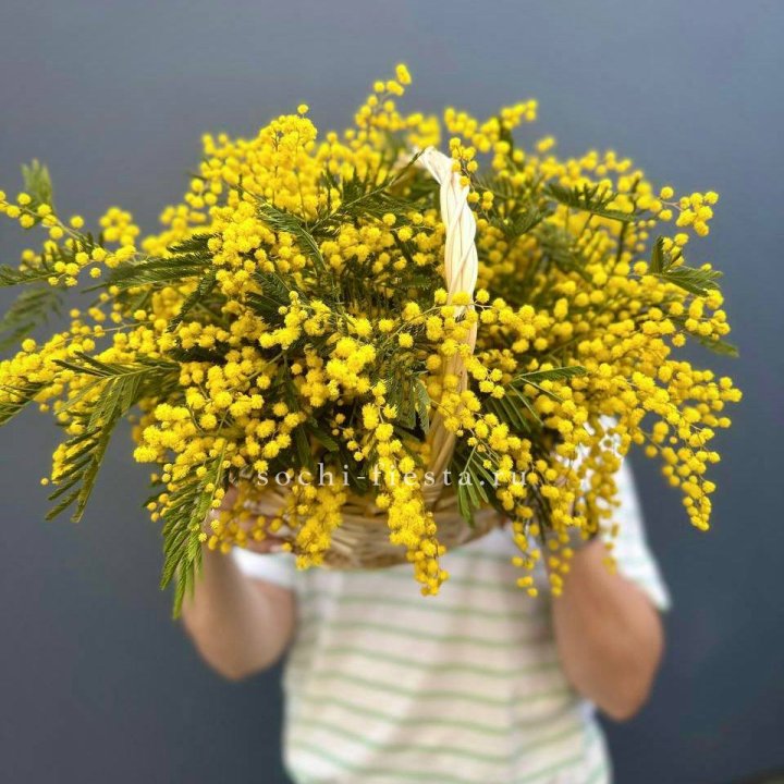 Весенняя корзина мимозы в Подольске