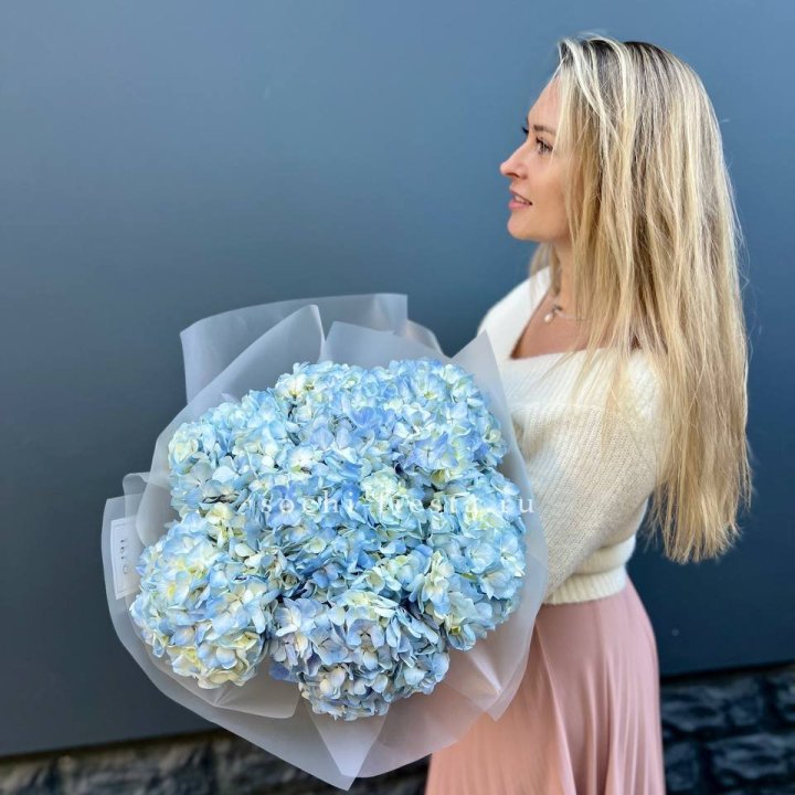 7 голубых гортензий в Подольске