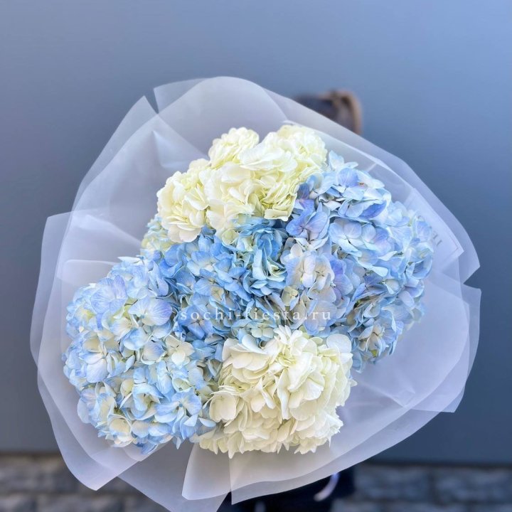 5 бело-голубых гортензий в Подольске