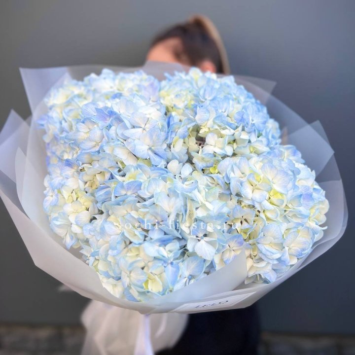 5 голубых гортензий в Подольске