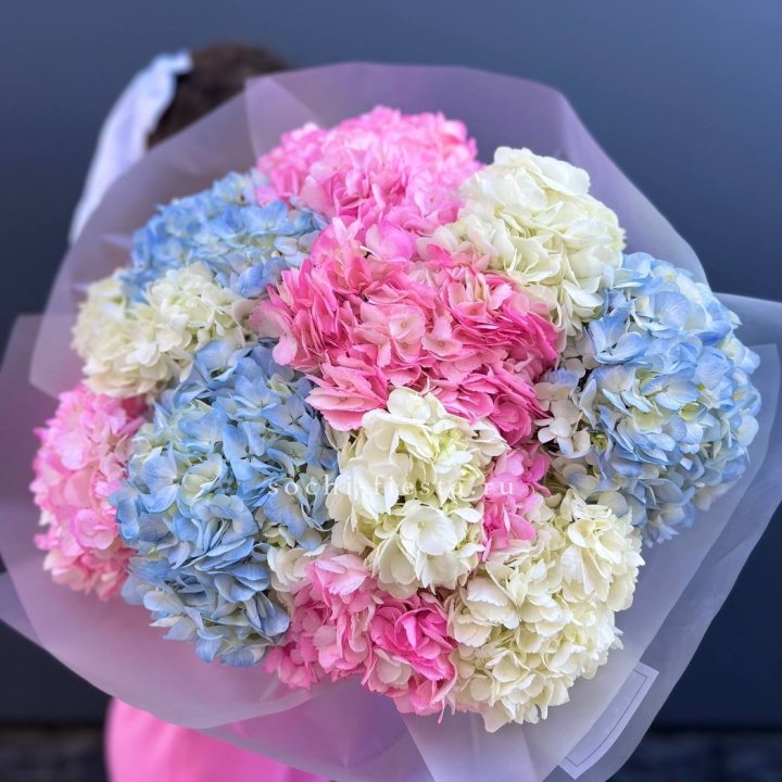 11 гортензий микс в Подольске