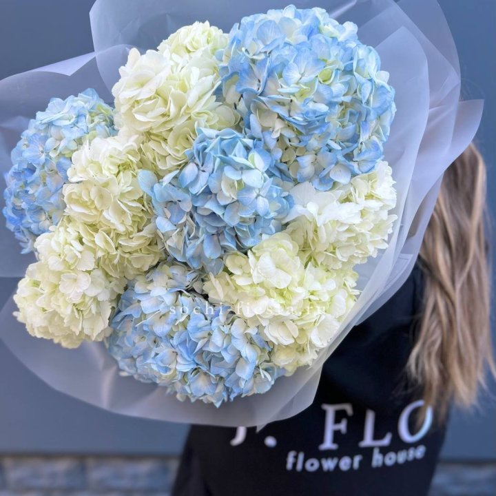 9 бело-голубых гортензий в Подольске