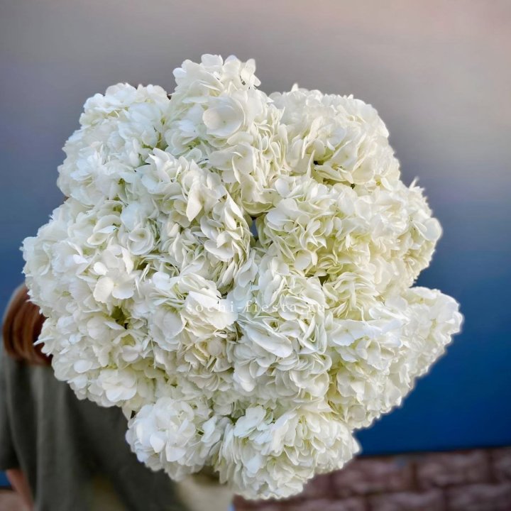 Охапка белой гортензии в Подольске