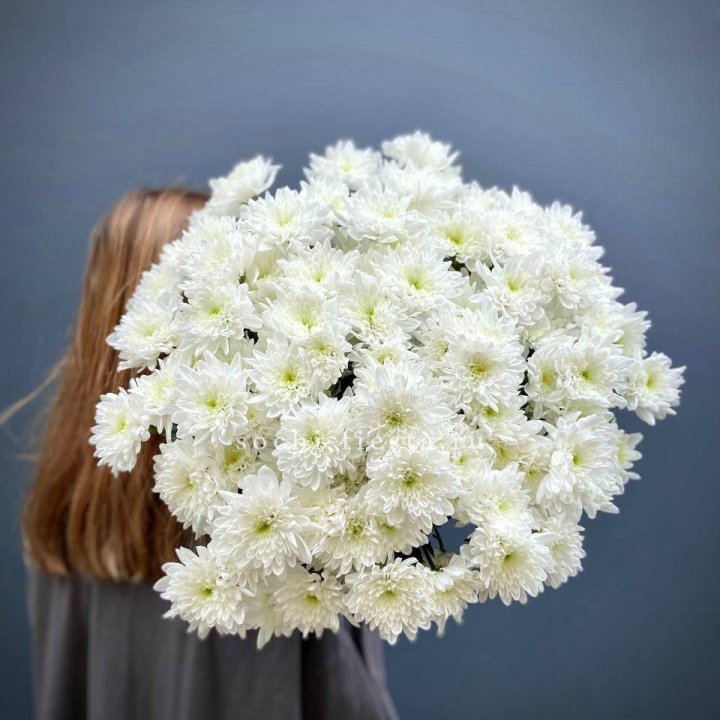 Охапка Хризантемы кустовой в Подольске