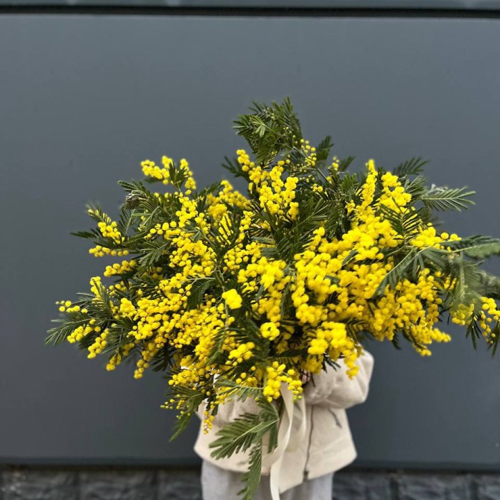 Охопка мимозы в Подольске