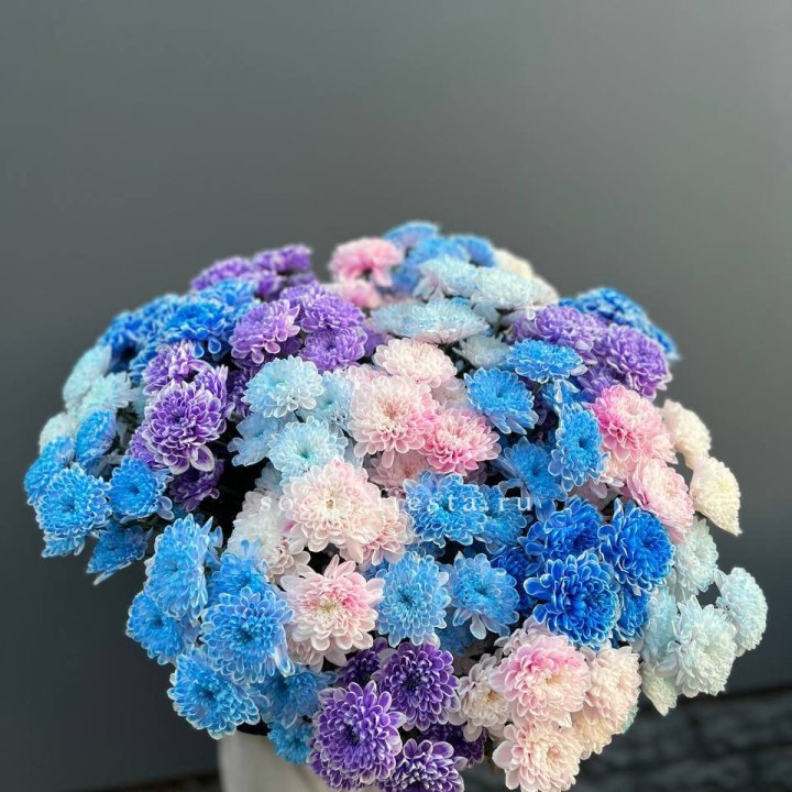 25 цветных хризантем в Подольске