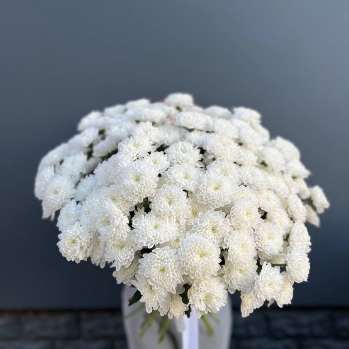  25 хризантем белых в Подольске