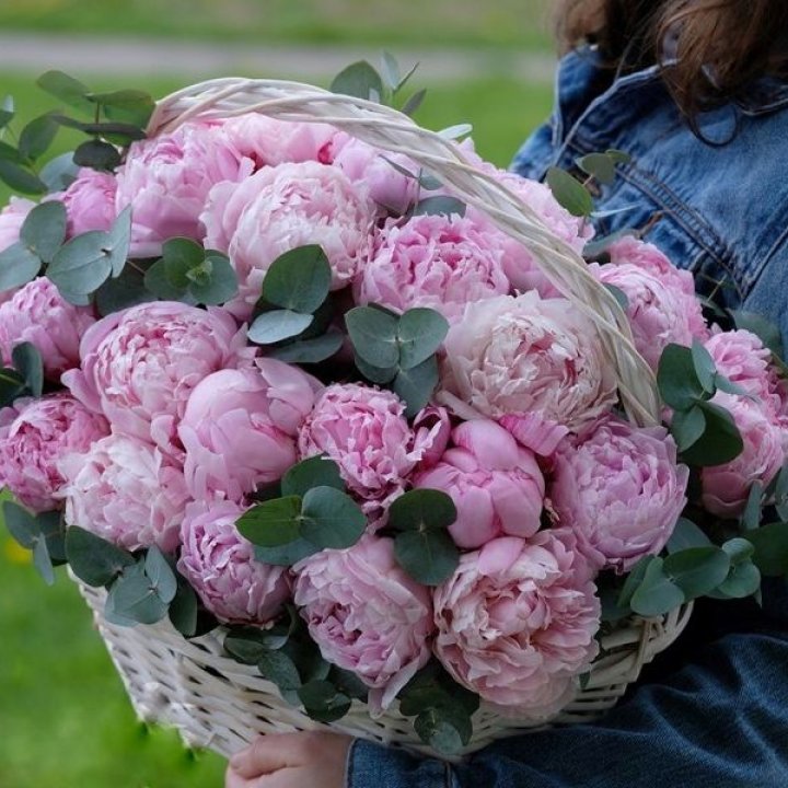 51 пион в корзине в Подольске