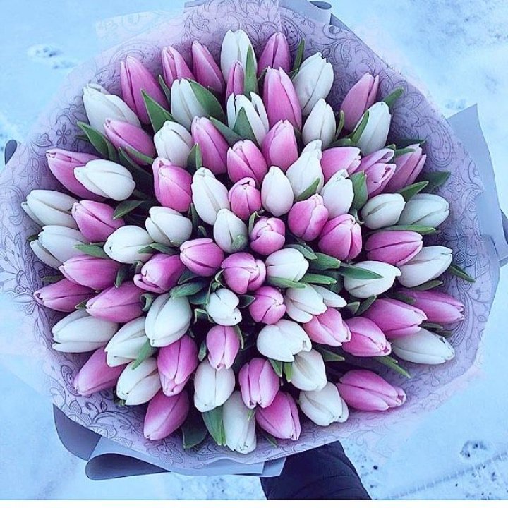 101 тюльпан "Лолипоп" в Подольске